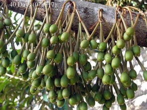 你每天都吃的南方水果 你知道是這樣長出來的嗎